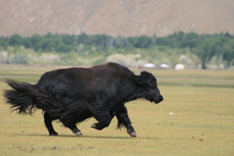 Yüksek karlı yaylaların hakimi Tibet sığırı