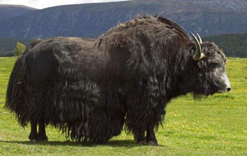 Yüksek karlı yaylaların hakimi Tibet sığırı