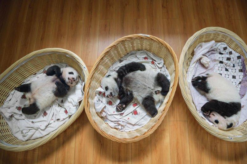 Pandalar hayata dönüyor