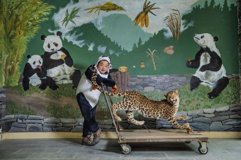 Pandalar hayata dönüyor