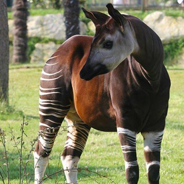 Okapi doğanın zarif hayvanları arasında