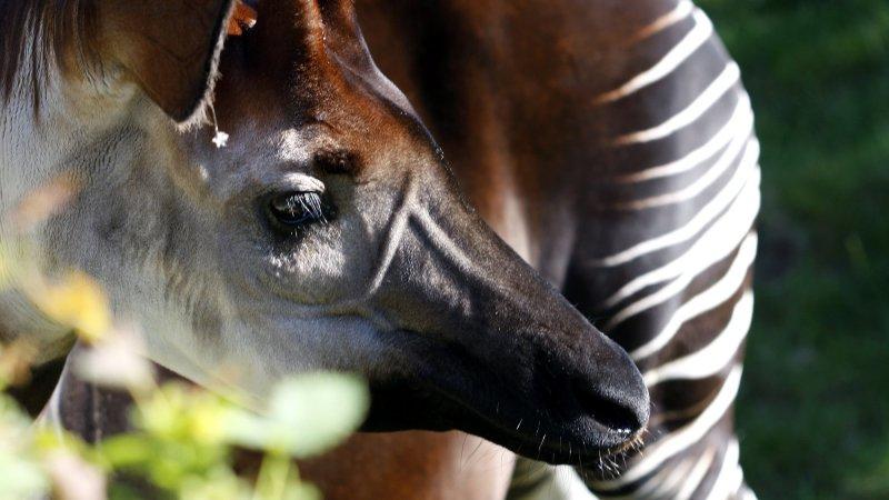 Okapi doğanın zarif hayvanları arasında