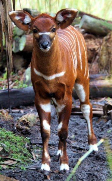 Okapi doğanın zarif hayvanları arasında
