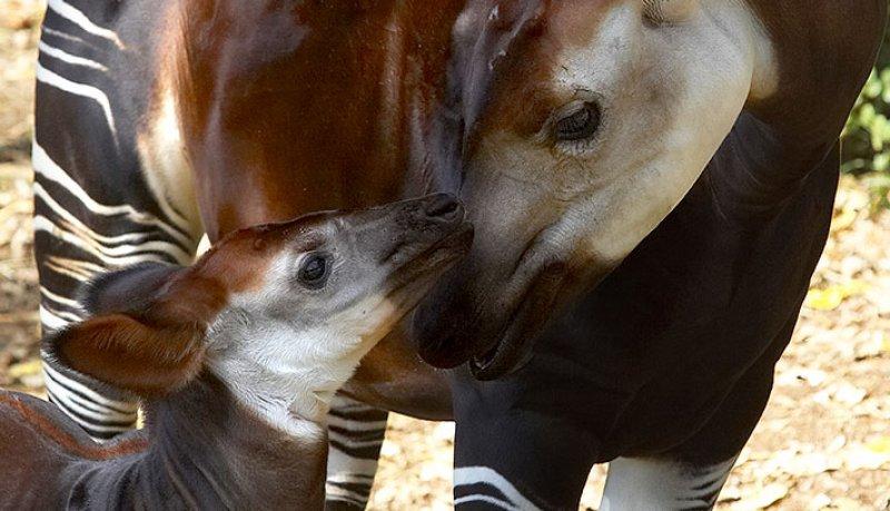 Okapi doğanın zarif hayvanları arasında