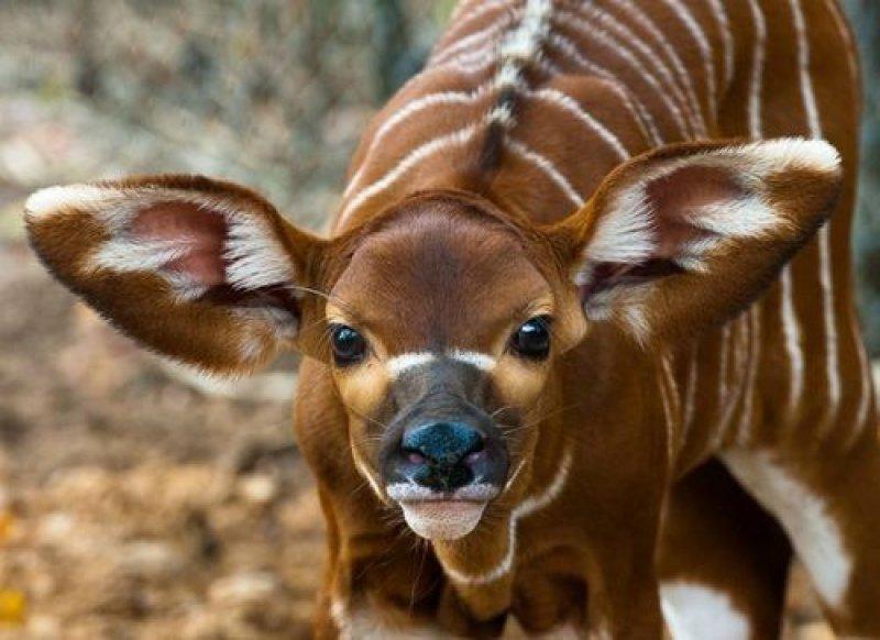 Okapi doğanın zarif hayvanları arasında