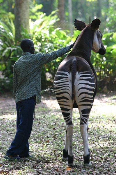 Okapi doğanın zarif hayvanları arasında