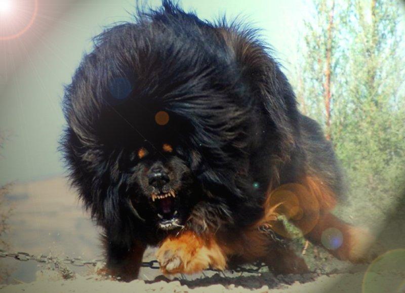 Tibet Mastifi dünyanın en pahalı köpeği