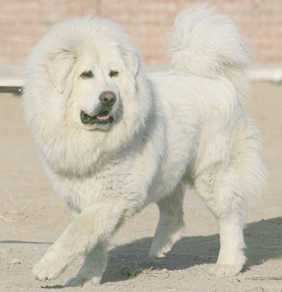 Tibet Mastifi dünyanın en pahalı köpeği