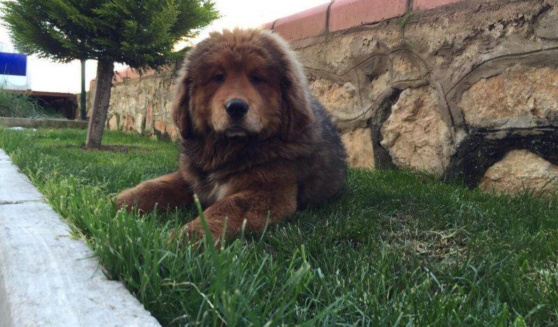 Tibet Mastifi dünyanın en pahalı köpeği