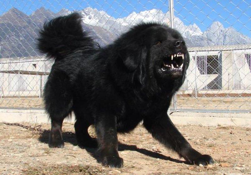 Tibet Mastifi dünyanın en pahalı köpeği