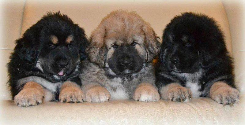 Tibet Mastifi dünyanın en pahalı köpeği