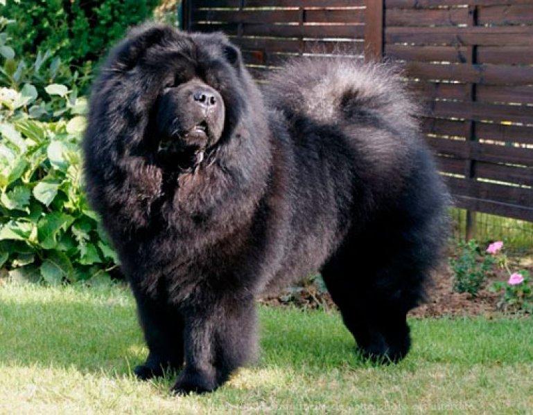 Tibet Mastifi dünyanın en pahalı köpeği