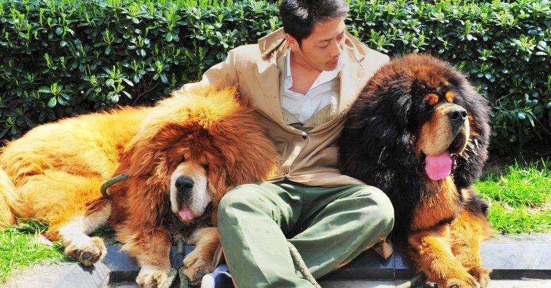 Tibet Mastifi dünyanın en pahalı köpeği