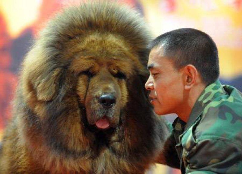 Tibet Mastifi dünyanın en pahalı köpeği