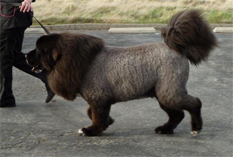 Tibet Mastifi dünyanın en pahalı köpeği