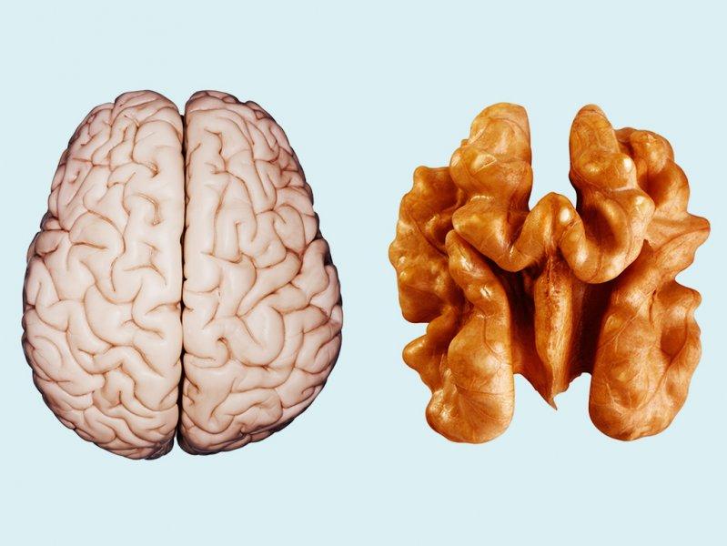 Meyve ve sebzelerin benzediği organlar 