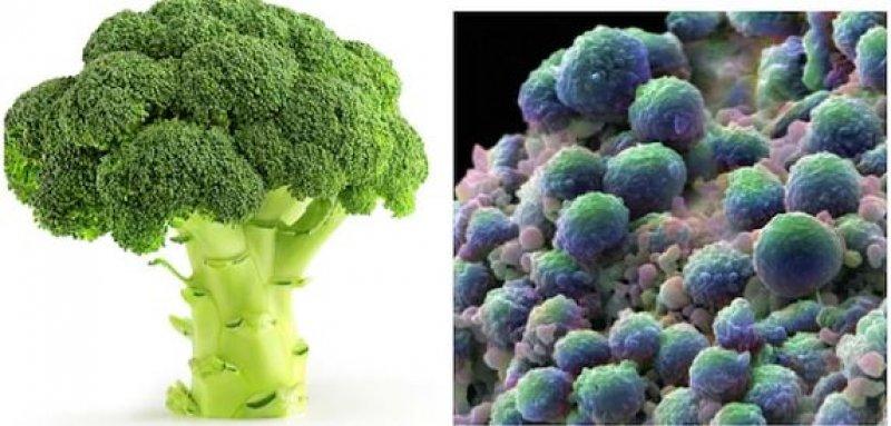 Meyve ve sebzelerin benzediği organlar 