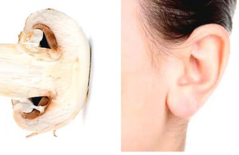 Meyve ve sebzelerin benzediği organlar 