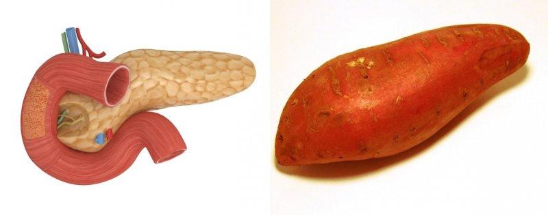 Meyve ve sebzelerin benzediği organlar 