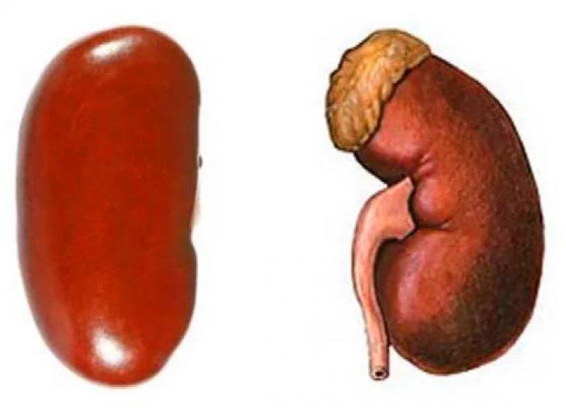 Meyve ve sebzelerin benzediği organlar 