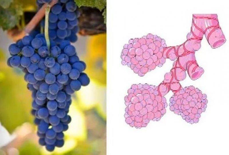 Meyve ve sebzelerin benzediği organlar 