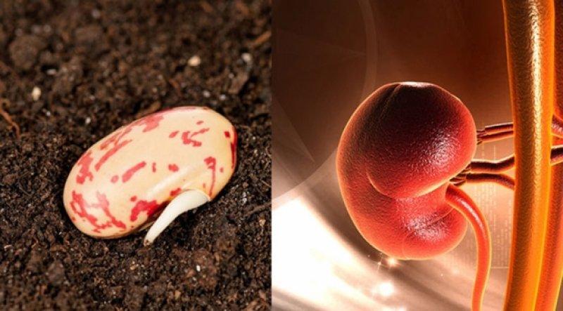 Meyve ve sebzelerin benzediği organlar 