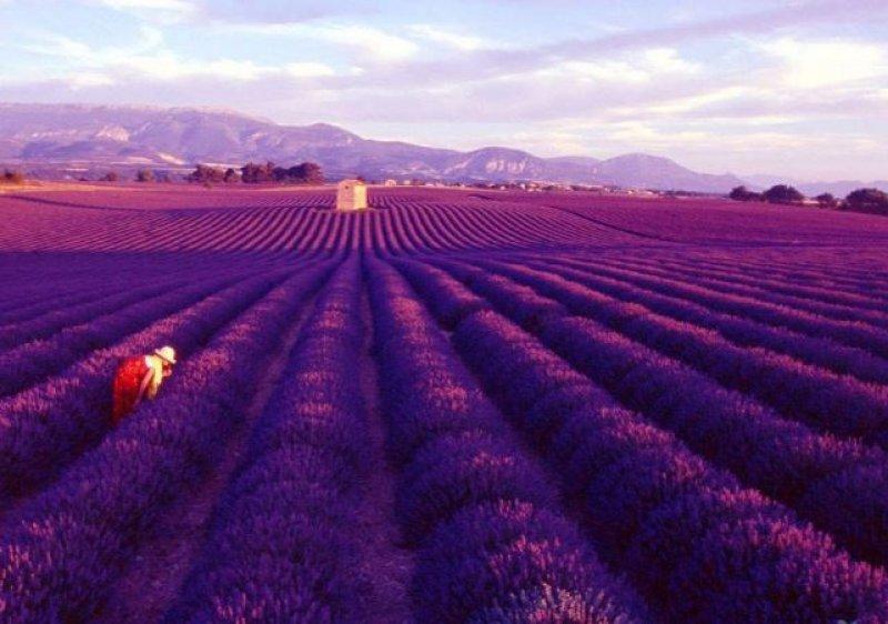 Avrupa'nın gözde şehri Provence