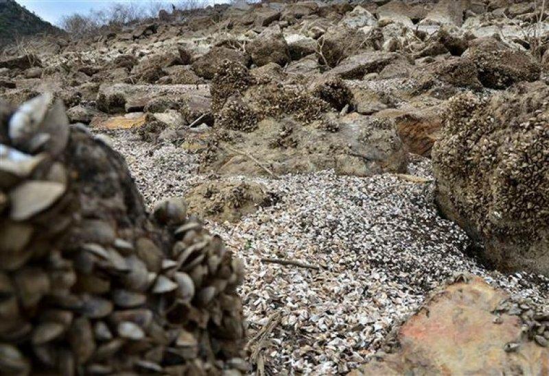 Atikhisar Barajı'nı midyeler istila etti