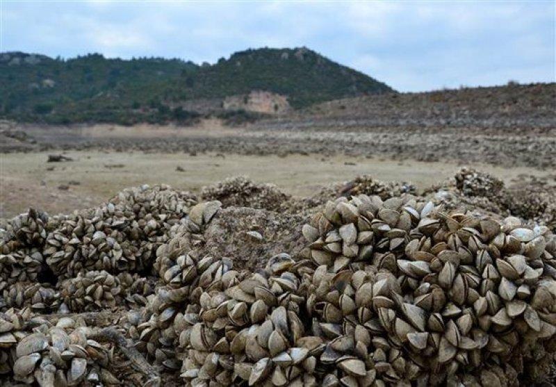 Atikhisar Barajı'nı midyeler istila etti