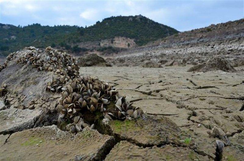 Atikhisar Barajı'nı midyeler istila etti