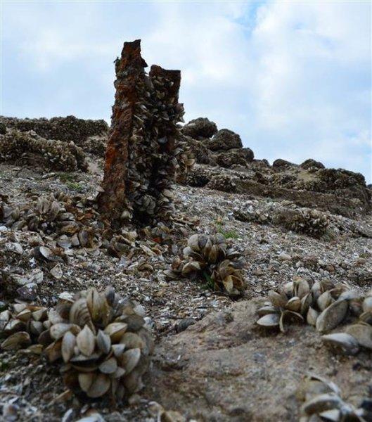 Atikhisar Barajı'nı midyeler istila etti