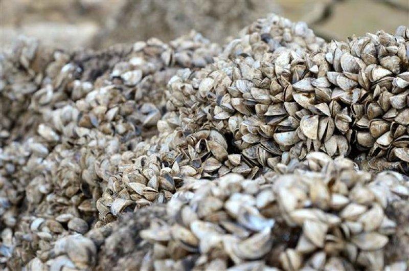 Atikhisar Barajı'nı midyeler istila etti
