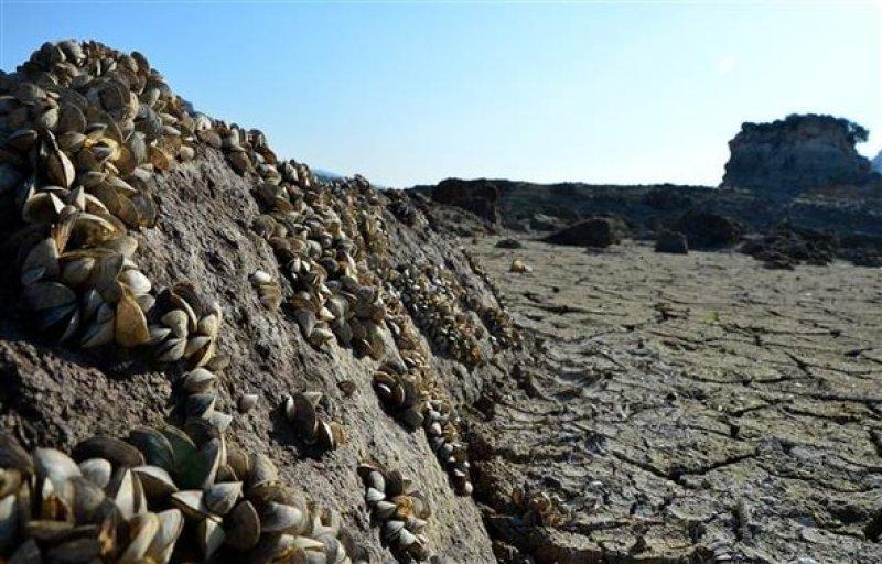 Atikhisar Barajı'nı midyeler istila etti