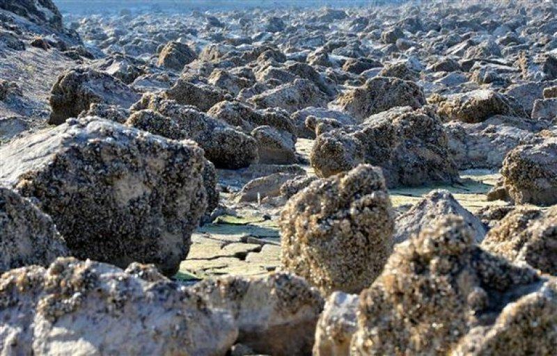 Atikhisar Barajı'nı midyeler istila etti