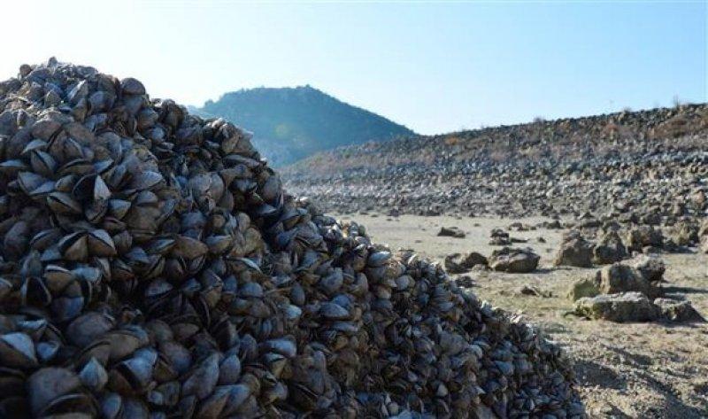Atikhisar Barajı'nı midyeler istila etti