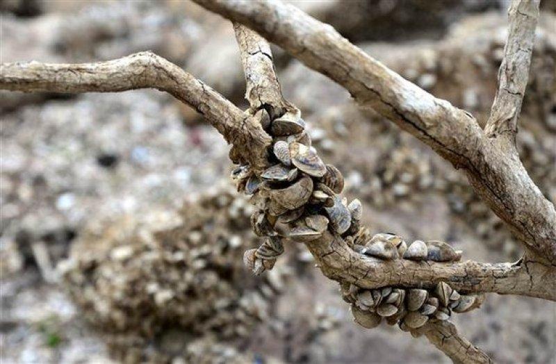 Atikhisar Barajı'nı midyeler istila etti