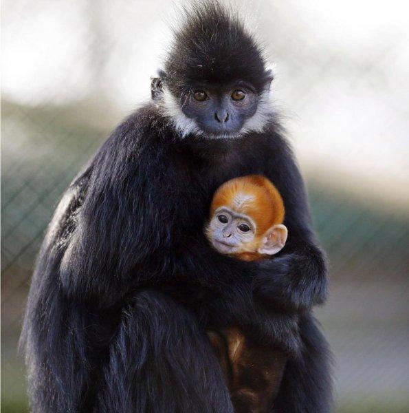 Hayvanlar aleminde anneler ve yavruları