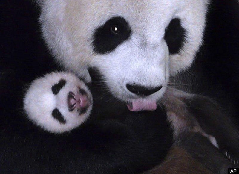 Hayvanlar aleminde anneler ve yavruları