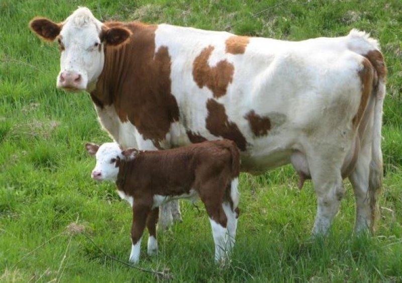 Hayvanlar aleminde anneler ve yavruları