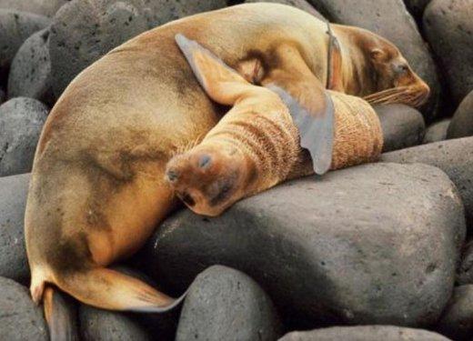 Hayvanlar aleminde anneler ve yavruları