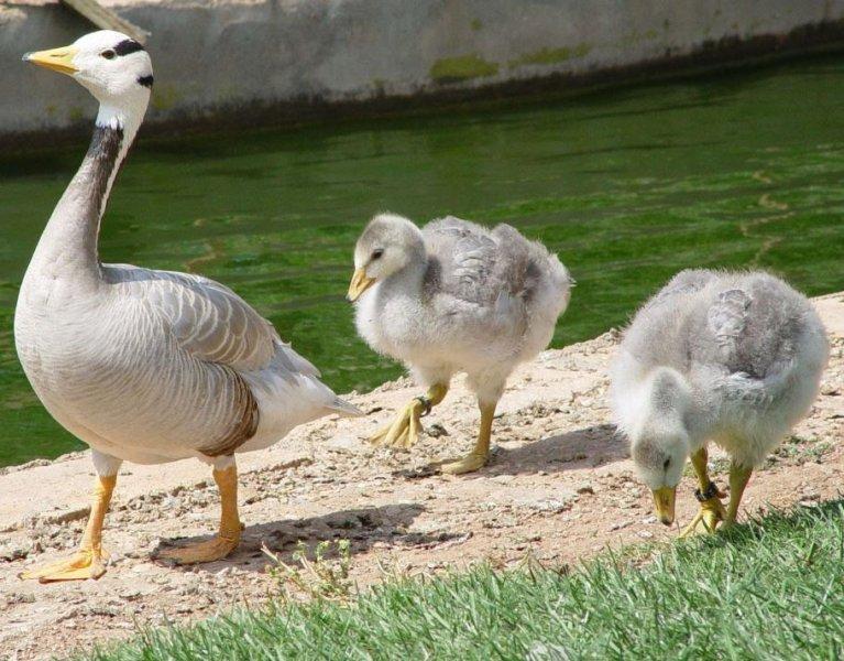 Hayvanlar aleminde anneler ve yavruları