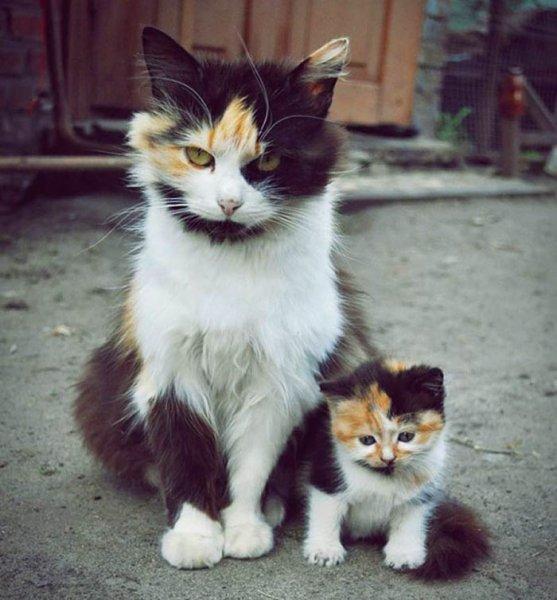 Hayvanlar aleminde anneler ve yavruları