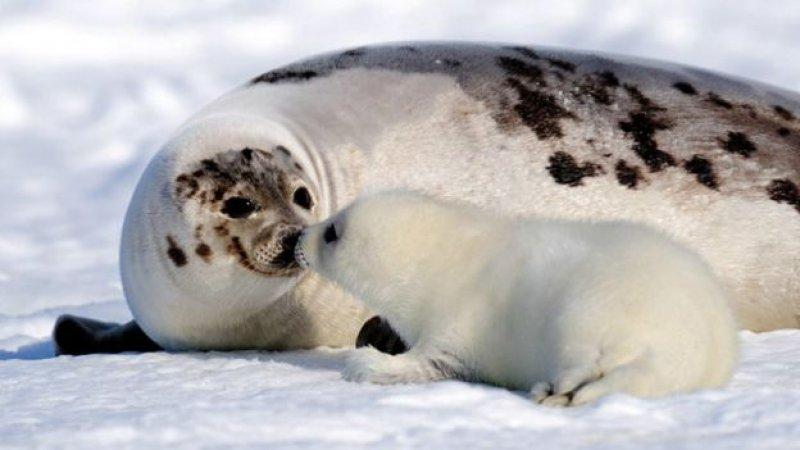 Hayvanlar aleminde anneler ve yavruları