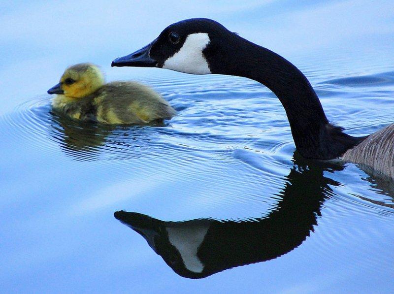 Hayvanlar aleminde anneler ve yavruları