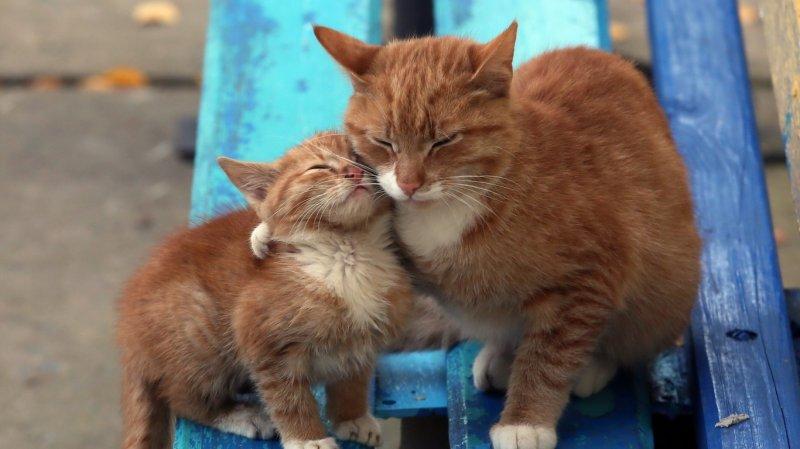 Hayvanlar aleminde anneler ve yavruları