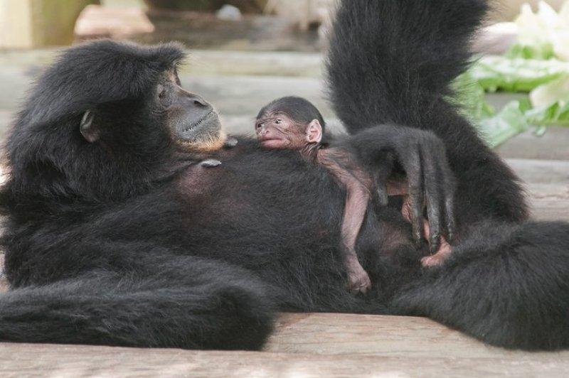 Hayvanlar aleminde anneler ve yavruları