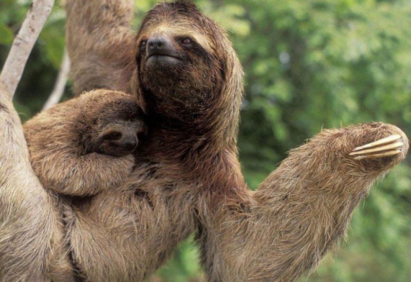 Hayvanlar aleminde anneler ve yavruları