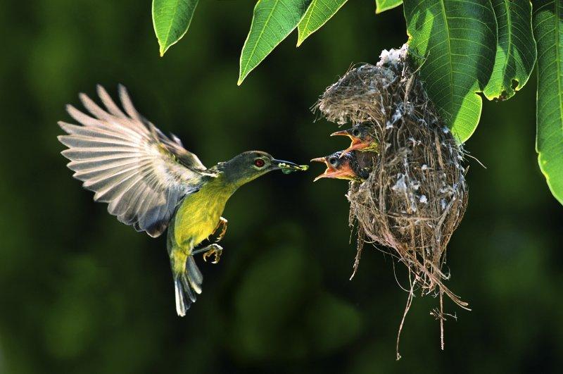 Hayvanlar aleminde anneler ve yavruları