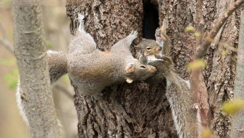 Hayvanlar aleminde anneler ve yavruları