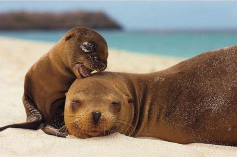 Hayvanlar aleminde anneler ve yavruları